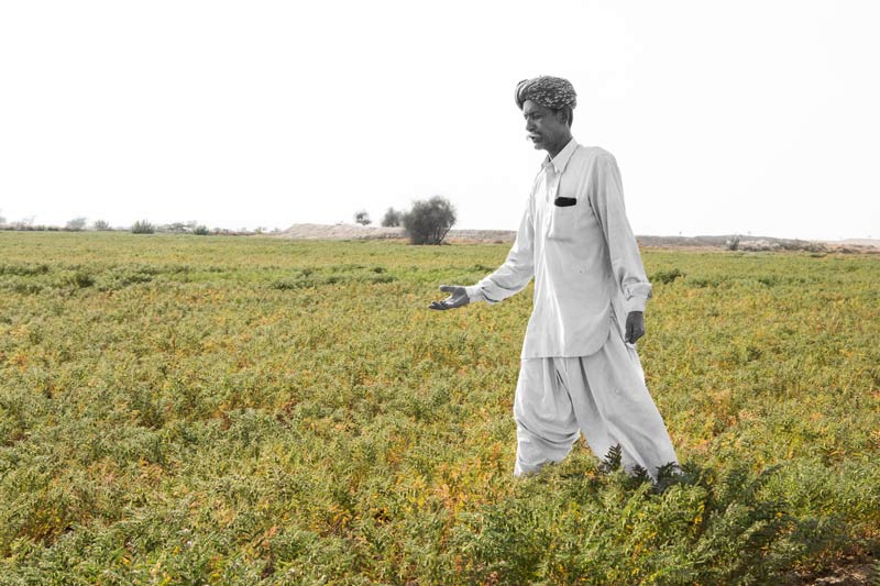 A Bhil farmer proudly displaying gram crops grown in his newly developed Khadin-A Nature-Based Solution for Water for Agriculture in Thar Desert, Jaisalmer district, Rajasthan